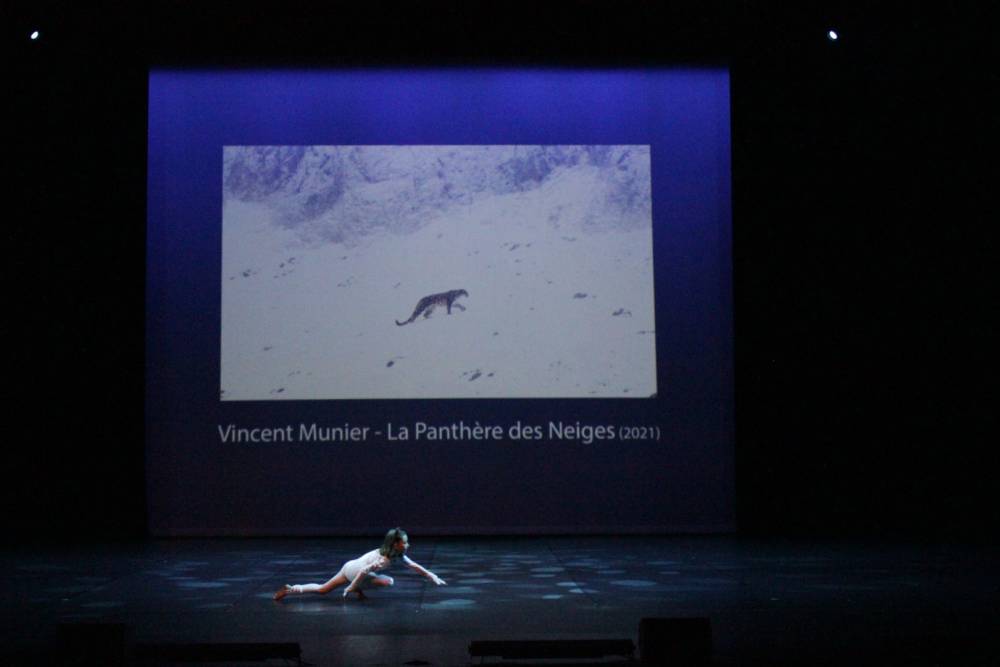 panthere des neiges 1