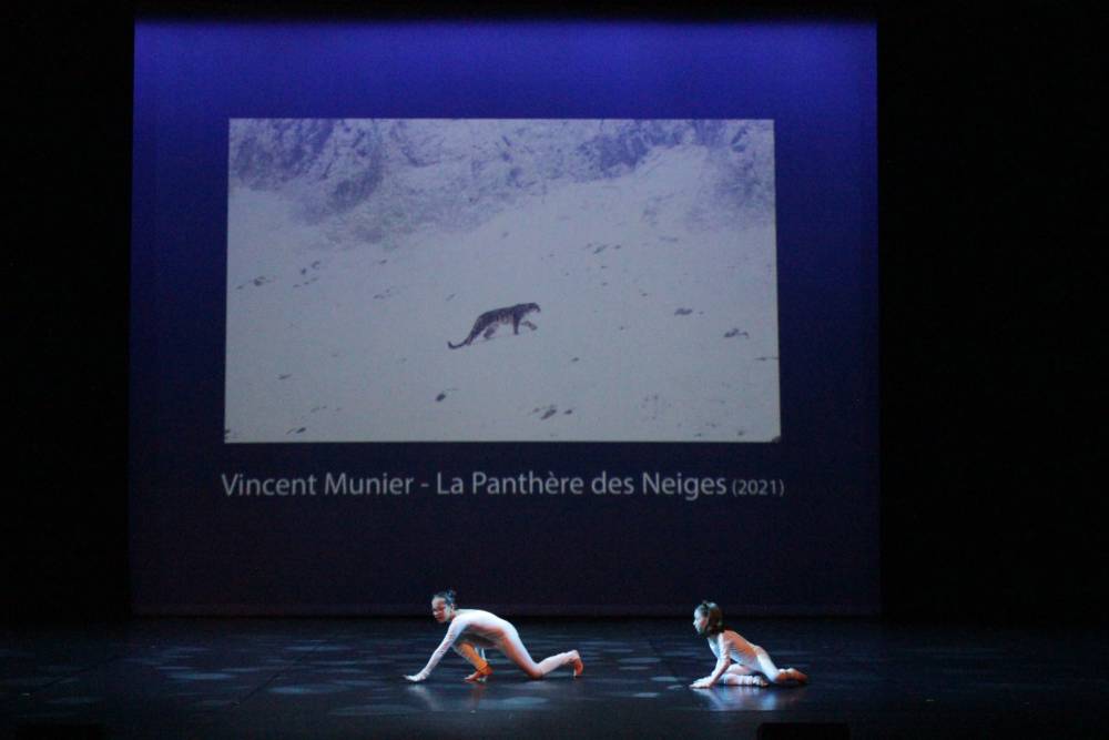 panthere des neiges 2