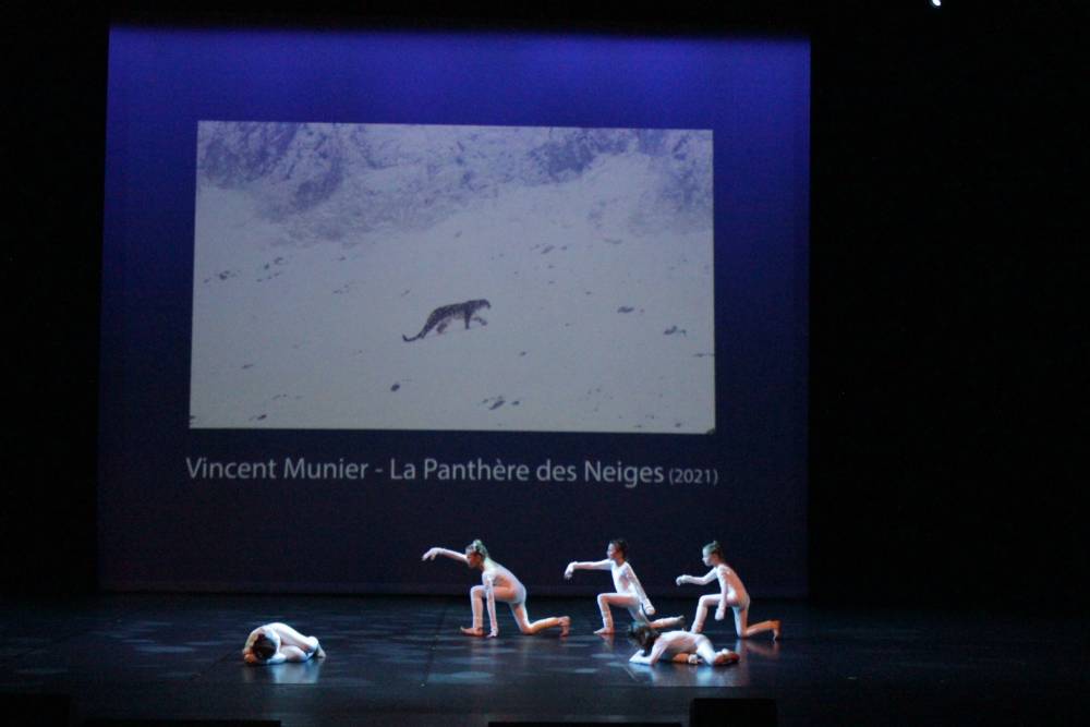 panthere des neiges 3