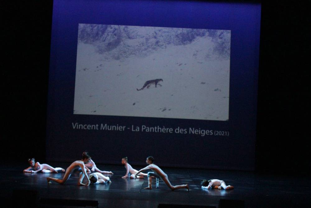 panthere des neiges 4