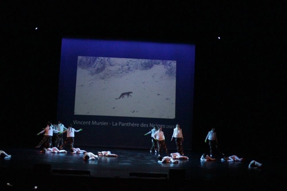 panthere des neiges 5