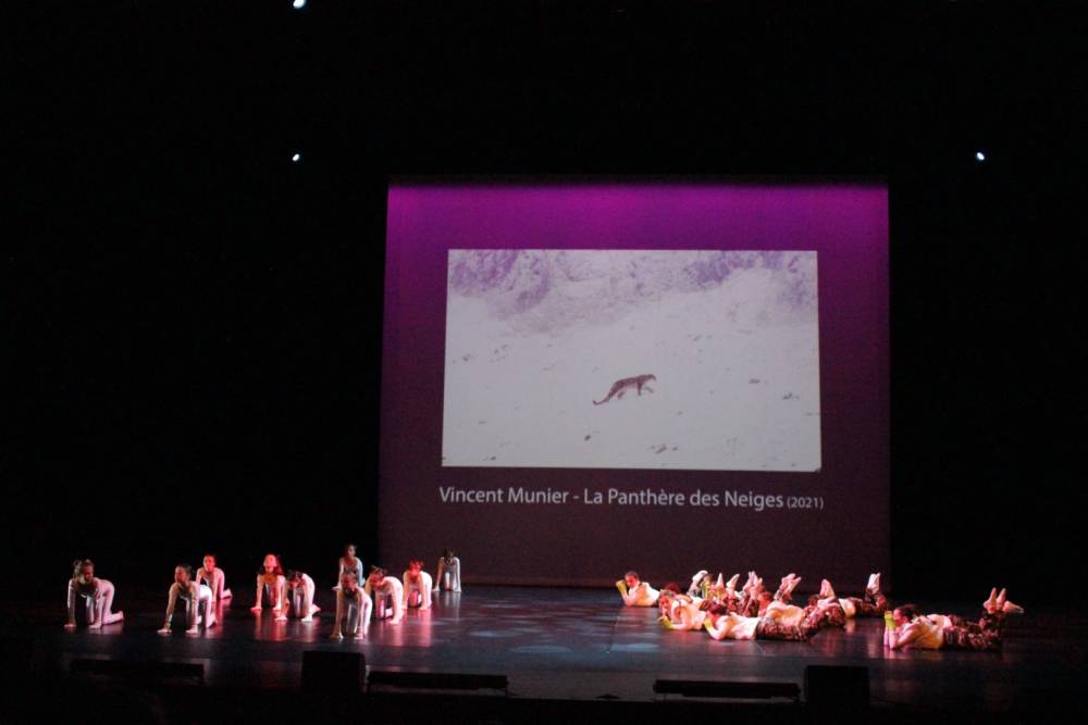 panthere des neiges 9