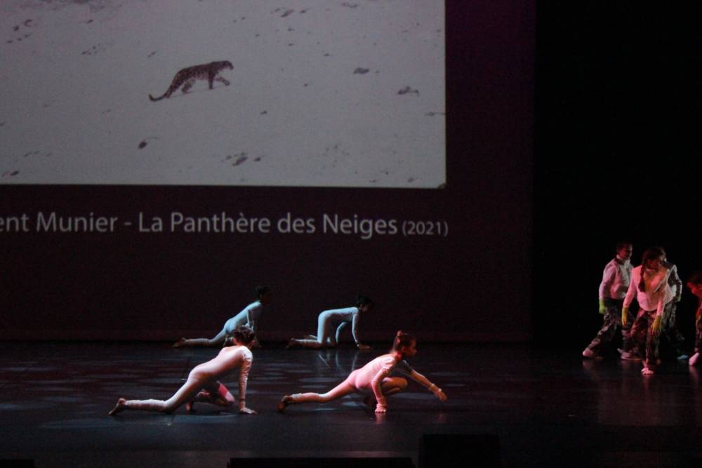 panthere des neiges 11