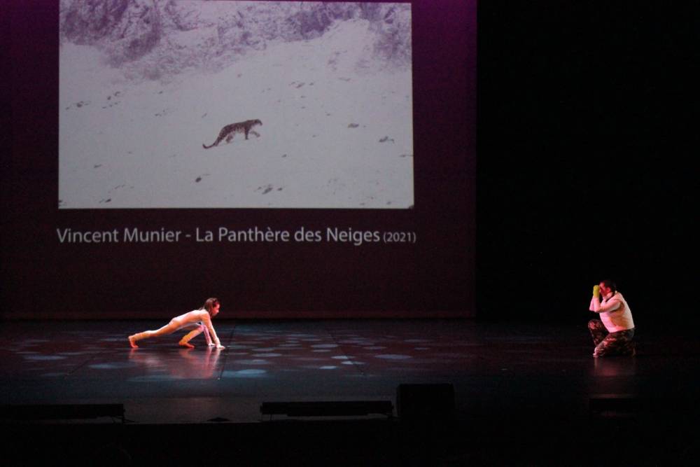 panthere des neiges 12